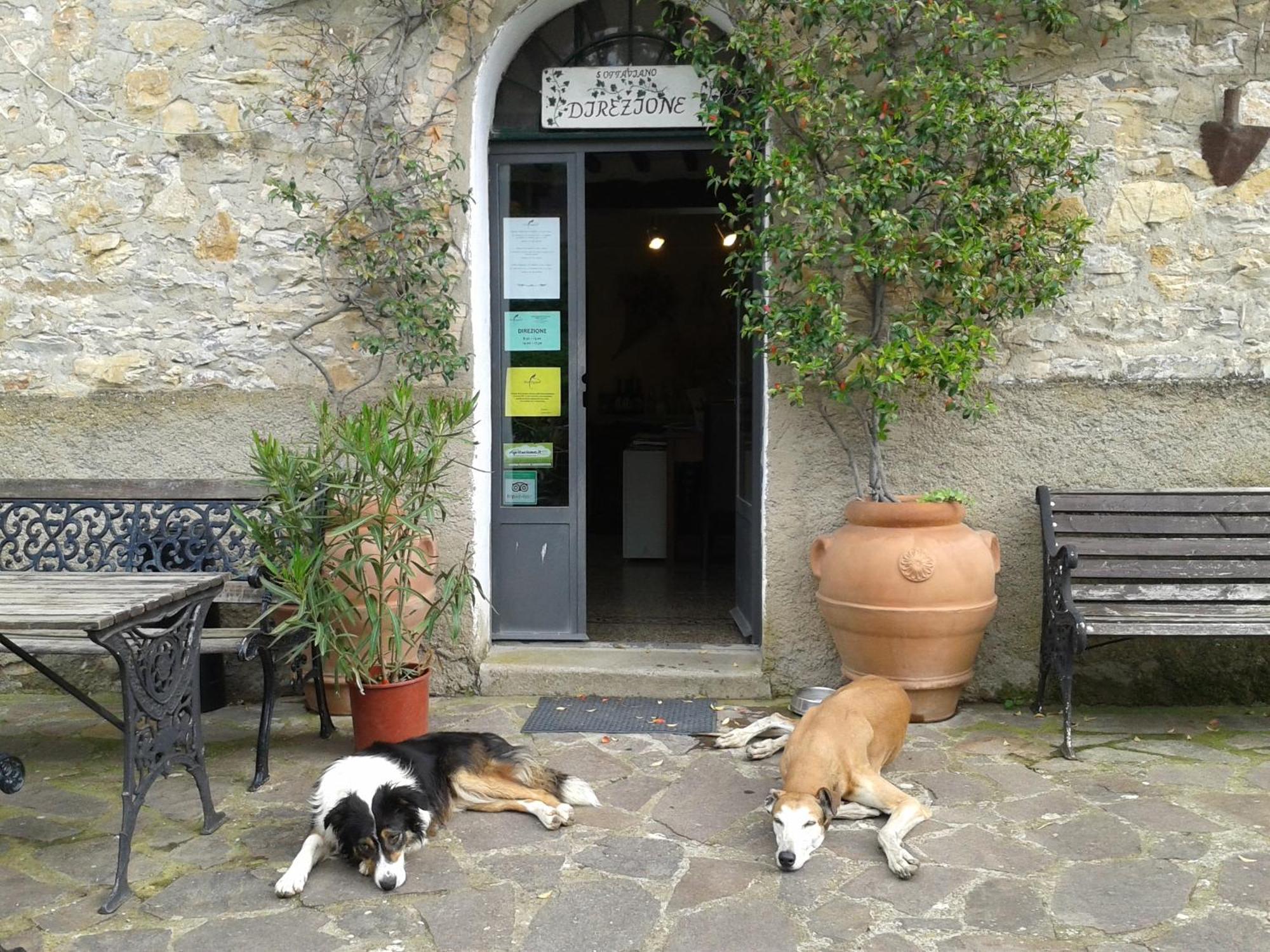 Agriturismo San Ottaviano 몬테로톤도 외부 사진